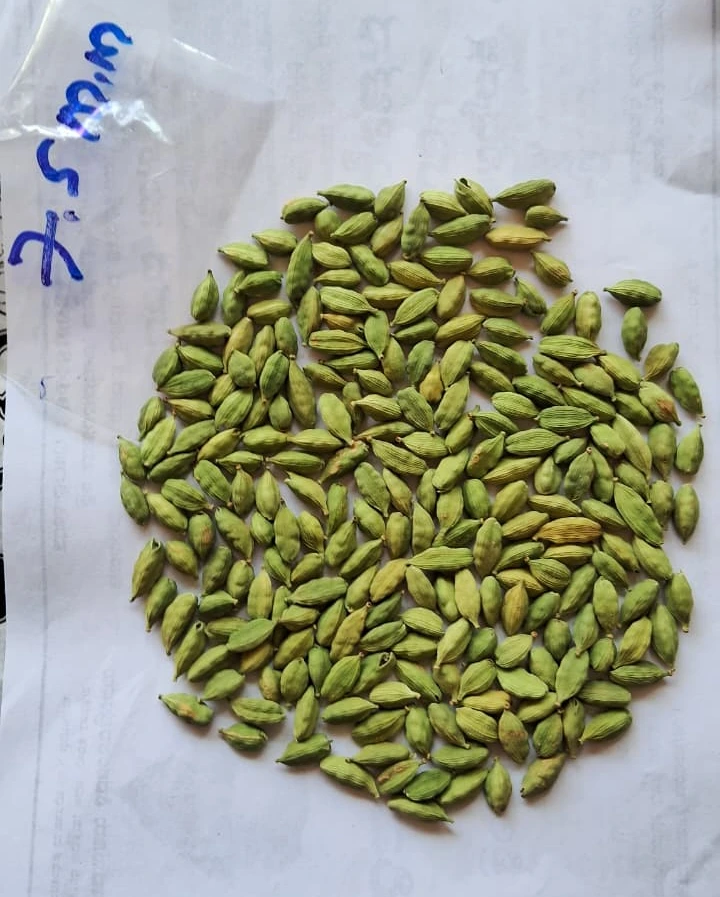 7mm cardamom